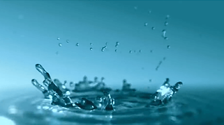 Xylem